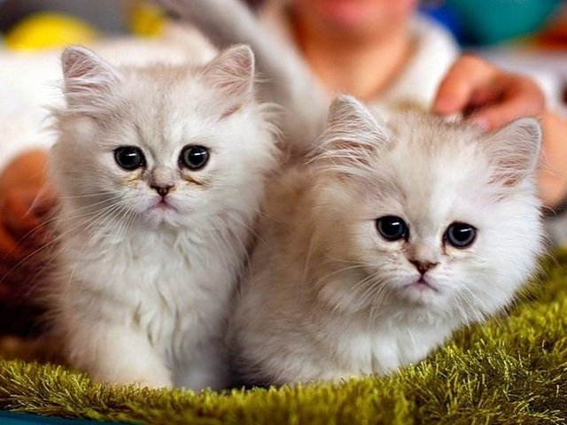 Породы кошек в Ивангороде | ЗооТом портал о животных