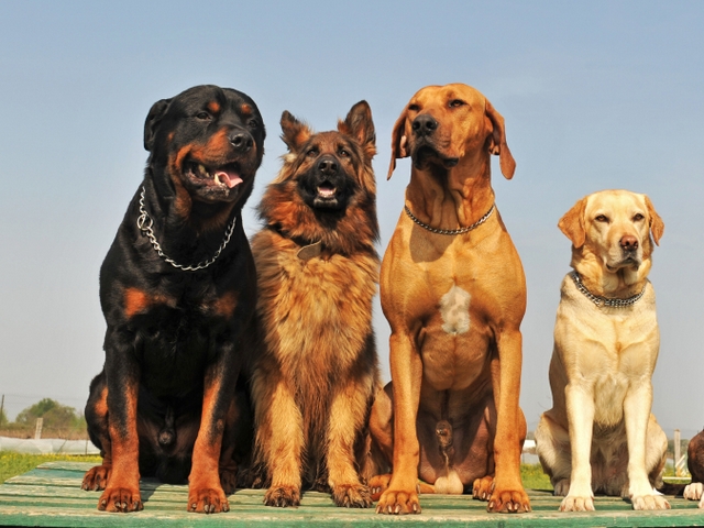 Крупные породы собак в Ивангороде | ЗооТом портал о животных